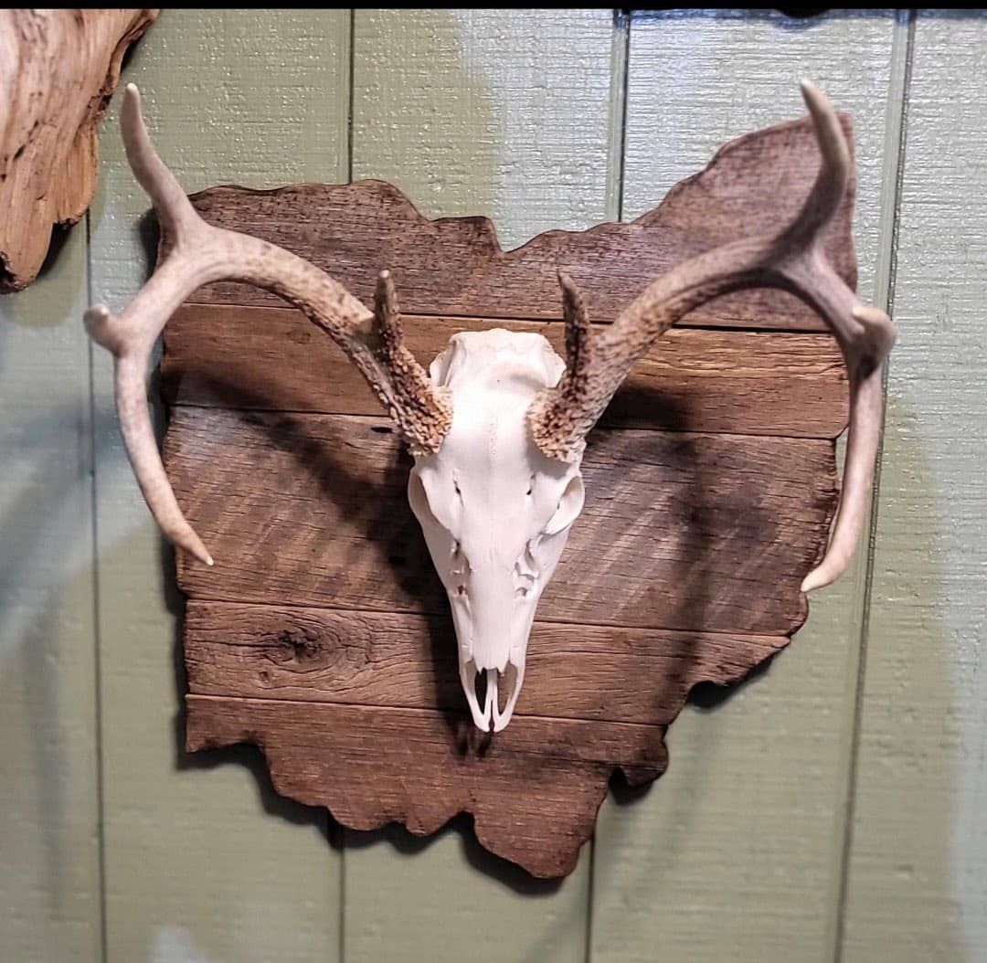 Custom taxidermy display