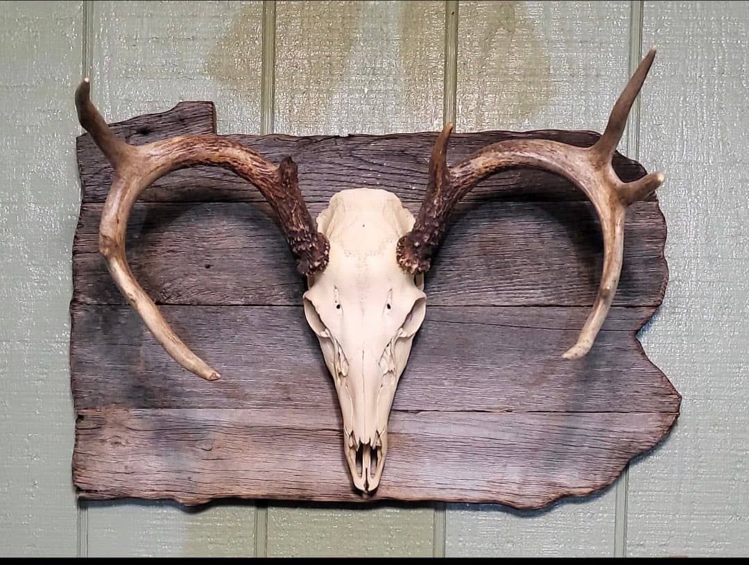 Custom taxidermy display