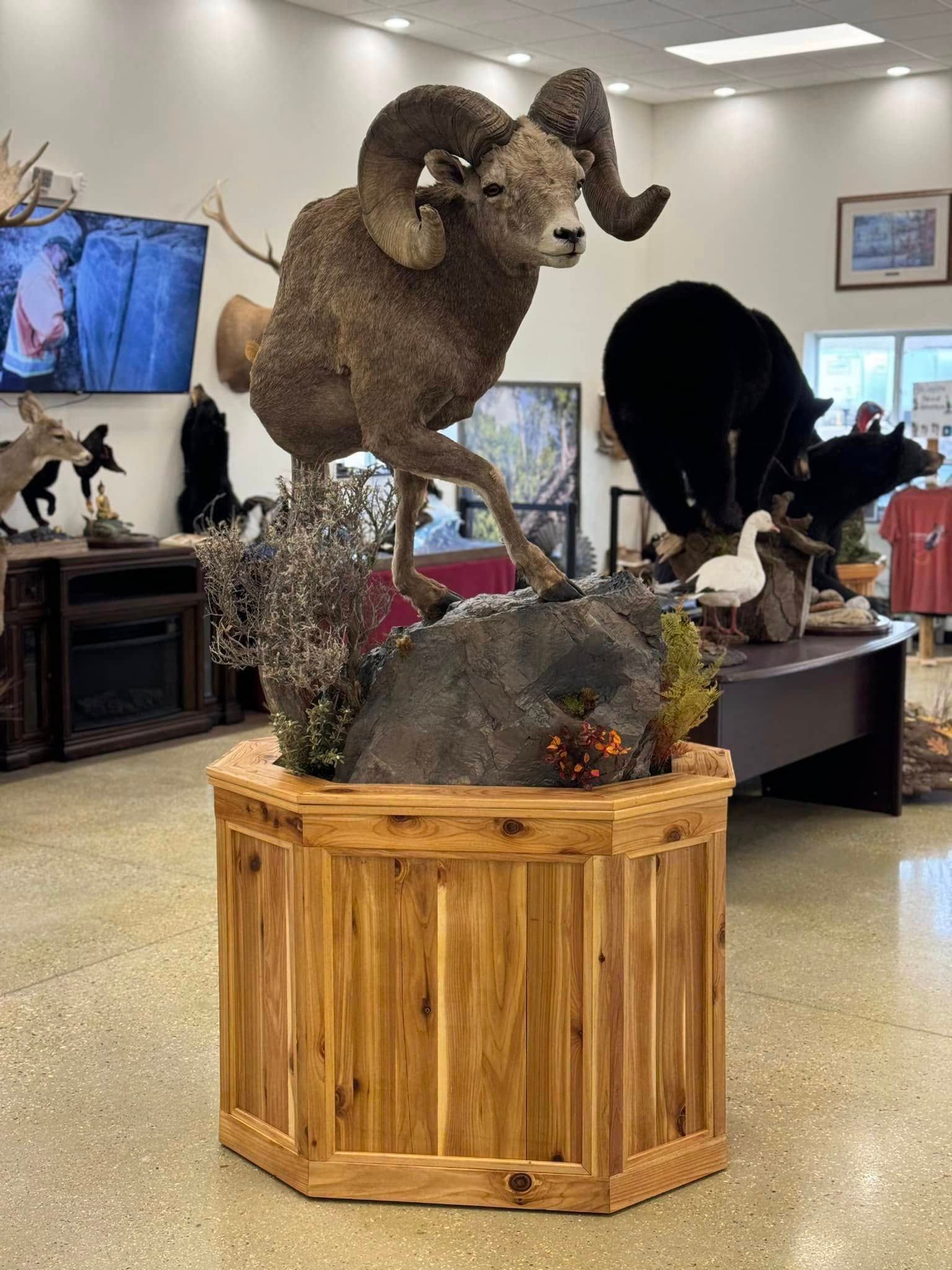 Custom taxidermy display