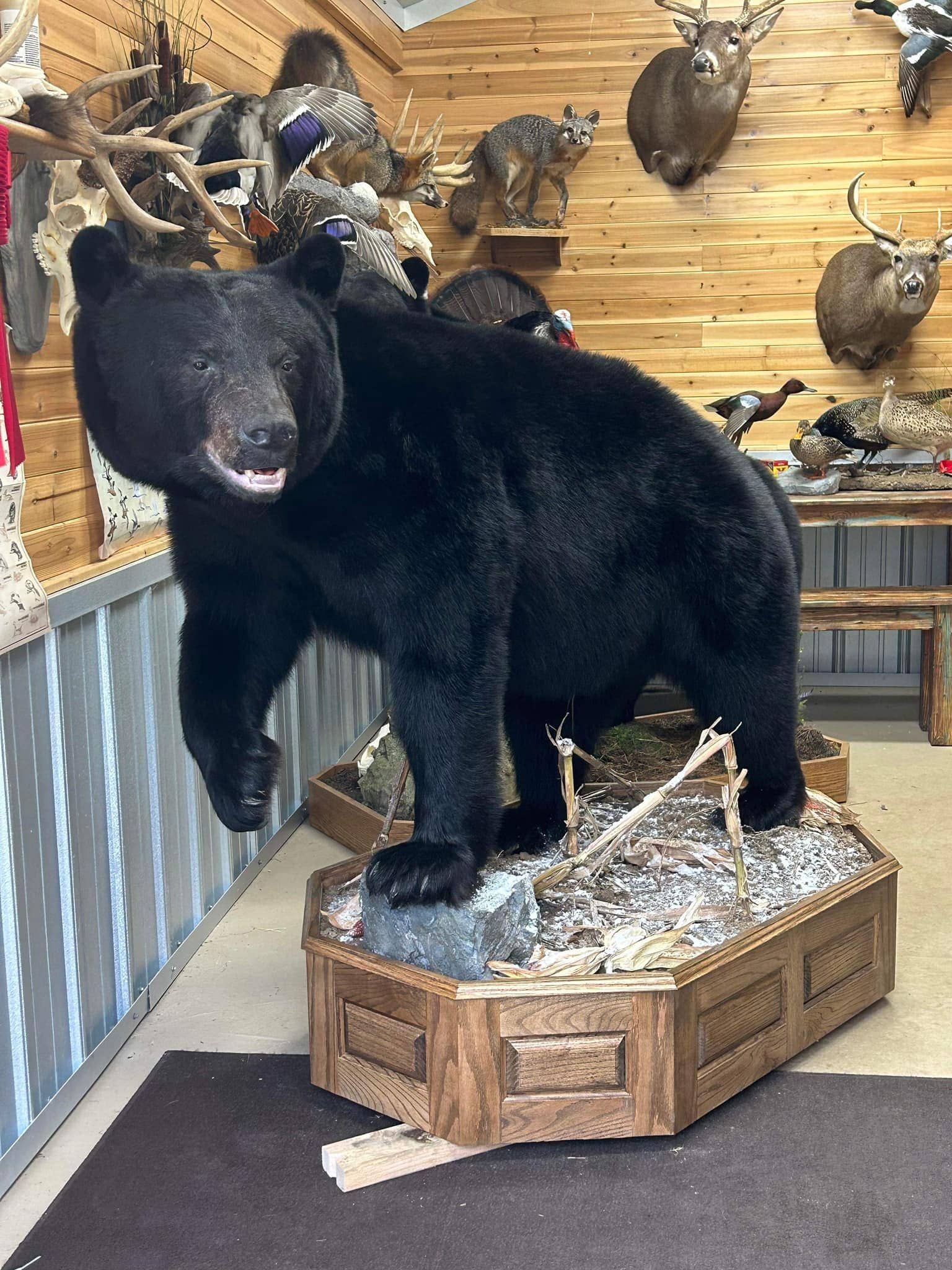 Custom taxidermy display