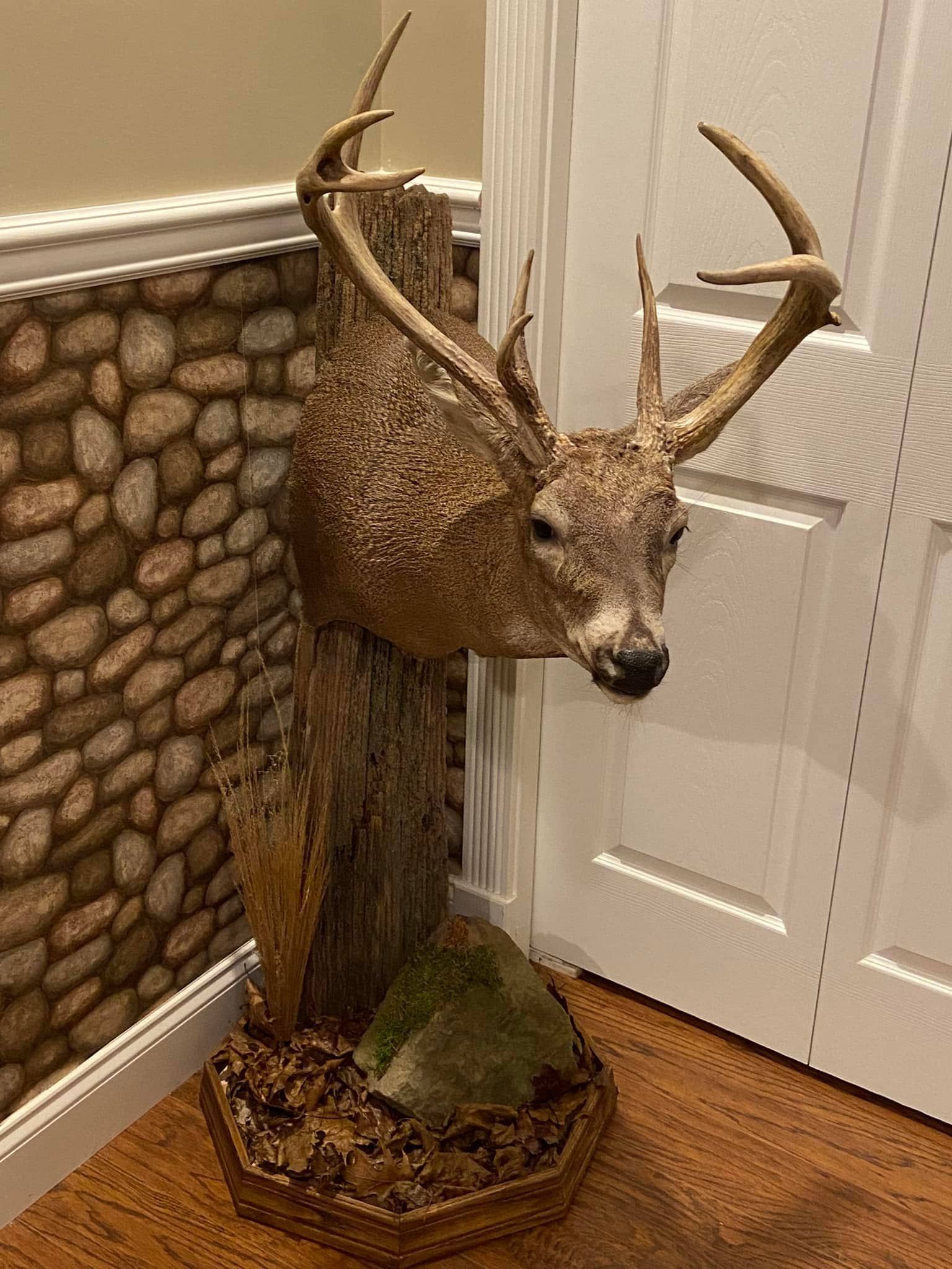 Custom taxidermy display