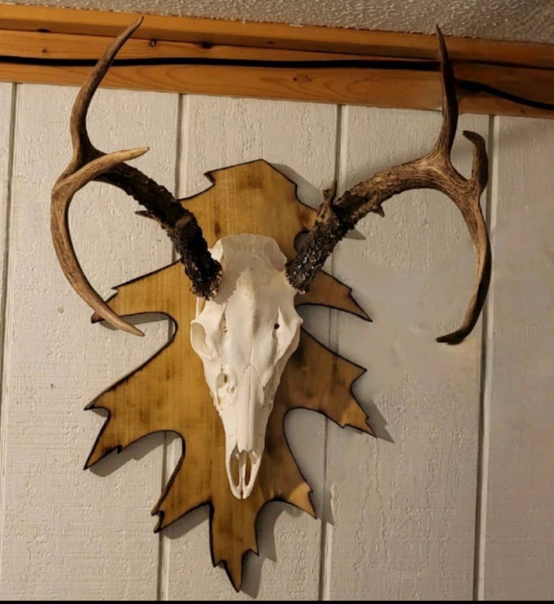 Custom taxidermy display